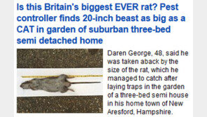 몸길이 무려 ‘50cm’…고양이 크기 만한 ‘괴물 쥐’ 포획