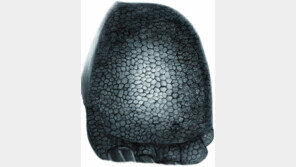 함안서 1억년전 공룡 발바닥 피부 화석 발견