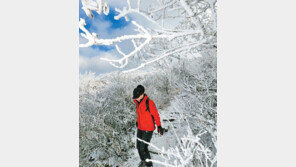 환상의 하얀 눈꽃