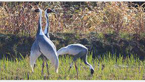 재두루미 1000km 이동경로 GPS로 확인