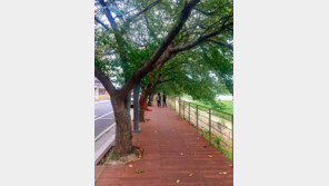 울산 ‘십리대숲 먹거리단지’에 산책로 생겼다