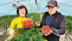 탐스러운 ‘클로렐라 딸기’