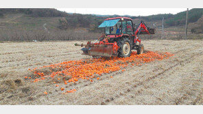 풍년에 대봉감 산지폐기… 애타는 農心