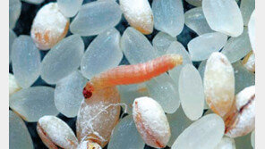 “벌레 얼씬도 하지마”… 과자 포장지에 천연 물질 입힌다