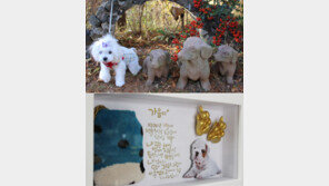 반려동물과 추억 여행, 버스로 Go!