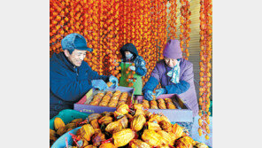 영동 곶감 출하 한창