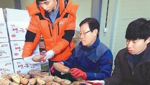 제철 맞은 노지연근 손질