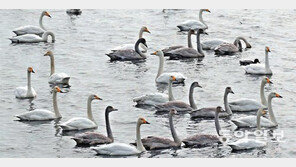 을숙도에 찾아온 고니