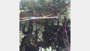 박진희 “판사 남편과 사는 순천집 ‘17평’ 정도”…SNS 확인해보니 ‘깜짝’