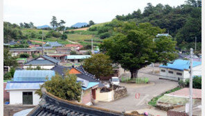 [고흥, 이야기가 있는 마을] 돌림병에 불탄 마을…울다 지쳐 나무가 된 천년쇠
