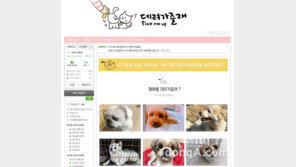 동물행동학자가 만든 유기동물을 위한 스타트업 ‘데려가줄래’