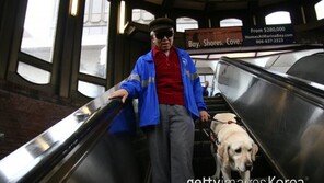 안내견 앞에서 무단횡단…‘위험천만’