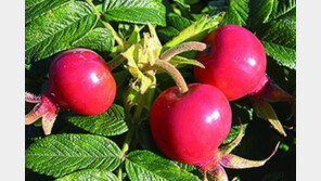 해당화 열매 가공해 만든 백령도 건강음료 내년 출시