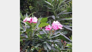 청산가리 6000배 독성 가진 ‘협죽도’, 시민 산책로에 버젓이