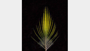 “아마존 서식 ‘황금왕관 마나킨’은 교잡으로 탄생한 새 種”