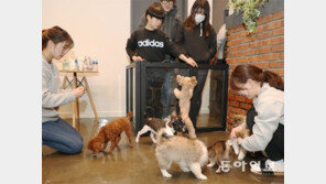 ‘황금개의 해’ 유기견엔 가족이 행복