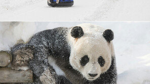 에버랜드에 가면 겨울이 즐겁다…3월4일까지 ‘스노우 페스티벌’