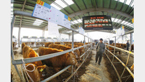 정읍 가축시장서 새해 첫 송아지 경매