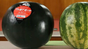 [대박! 이거 봤어?] 수박 한 통에 725만원 이라니…