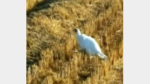 충북 옥천에 길조로 알려진 ‘흰 꿩’ 나타나