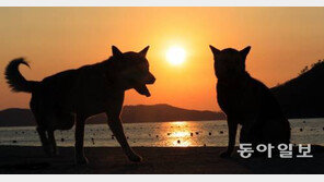 2018년 무술년, ‘황금개의 해’ 아닌 ‘황금늑대의 해’라 불러야 할지도…