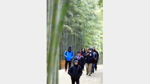 죽녹원 찾은 외국인 관광객