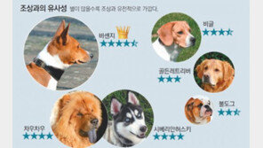 올해 무술년은 ‘황금개의 해’ 아닌 ‘황금늑대의 해’일 수도…