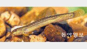 [책의 향기]과학의 눈으로 보면 미꾸라지는 ‘활력소’