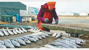 해풍에 생선 말리기