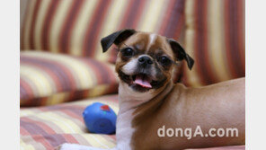 무술년 ‘황금개띠 해’, 반려견 동반 투숙 가능한 호텔은 어디?