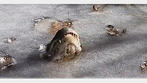 기록적 한파에 물과함께 ‘얼음’ 된 악어 포착…얼어죽은 게 아니라고?