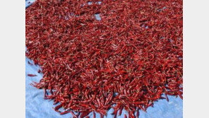 6년간 호흡곤란으로 고생한 40대 女, 허파에 ‘○○’ 조각이