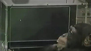 [대박! 이거 봤어?] 동물들의 IQ 랭킹