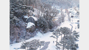 눈 덮인 안동 제비원 솔씨공원