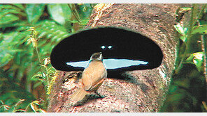 검은 새 ‘최고극락조’ 깃털은 ‘빛의 감옥’