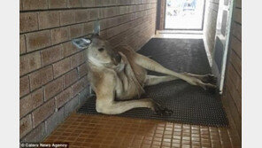 “지금은 유혹 중”…관광객 홀린 ‘섹시’ 캥거루