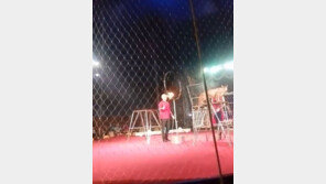 서커스단 탈출 퓨마에 공격당한 女, OO덕분에 ‘구사일생’ 