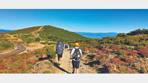 [여행, 나를 찾아서]나를 다시 일으켜 세우는 산티아고 순례길