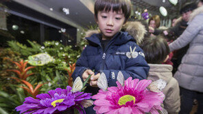7000여 나비들의 봄소식, 에버랜드 ‘미리봄 나비정원’