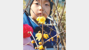 노란 꽃망울 활짝