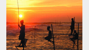 밀레니엄 서울힐튼 스리랑카 음식 축제