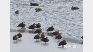 오리 가족의 얼음 위 휴식