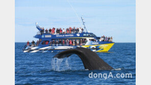 온 가족 겨울 여행지 고민이라면 가즈아~ 뉴질랜드 여름 바다로