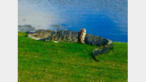 거대 악어 vs 버마왕뱀, 대낮 골프장 ‘혈투’…승자는?