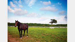 말발굽 따라 굽이굽이 제주도 걸어볼까