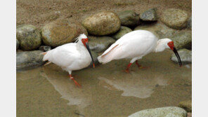 인공증식 따오기 20마리, 우포늪에 4월경 방사