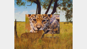 LG OLED TV, 자연의 생생함 그대로