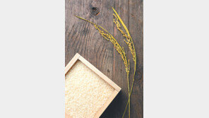 [DBR]밥 파는 쌀가게… 이번엔 2인용 포장 쌀 선보여