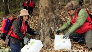 ‘봄의 전령’ 고로쇠 수액 채취