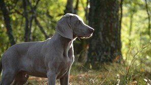 총탄 맞고 숨진 사냥꾼, ‘유력 용의자’가 기르던 개?